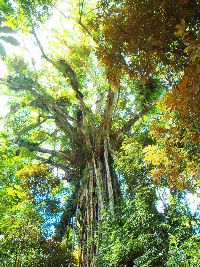 On The Wallaby Eco Lodge Yungaburra Extérieur photo